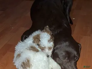 Shihpoo dogs Shihpoo Puppy 2 - Ad 25