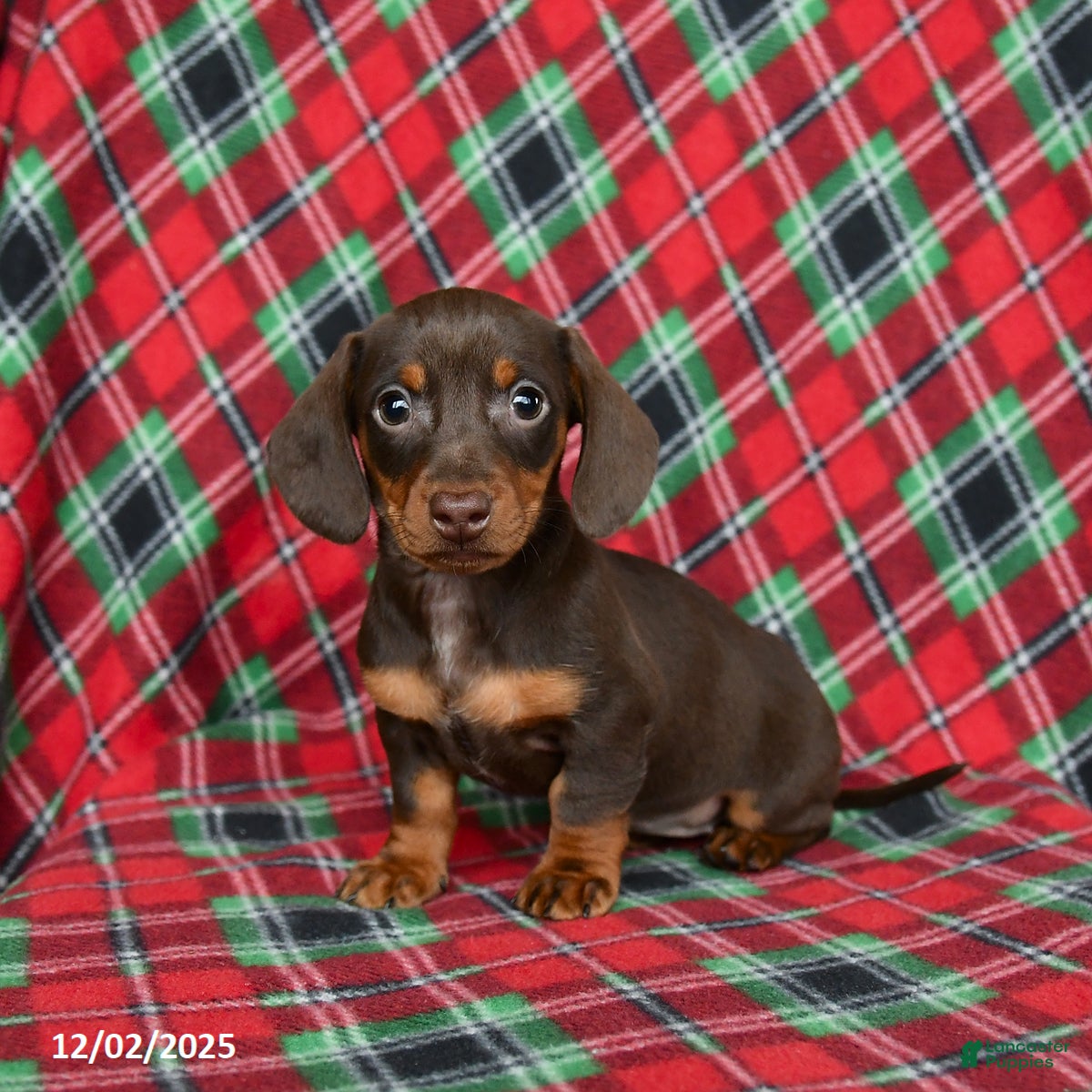 Miniature Dachshund dogs Ivy - Ad 41