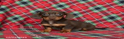 Miniature Dachshund dogs for sale: Ivy - Ad 1