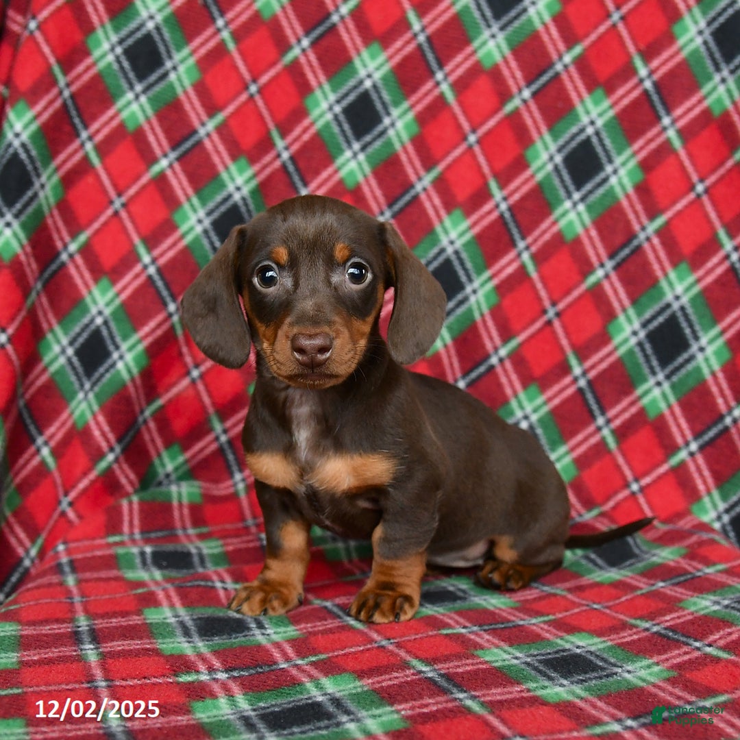 Miniature Dachshund dogs for sale: Ivy - Ad 1
