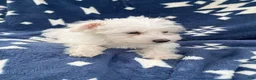 Miniature Schnauzer dogs for sale: AkcMilo - Ad 5