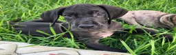 Great Dane dogs for sale: Max - Ad 9