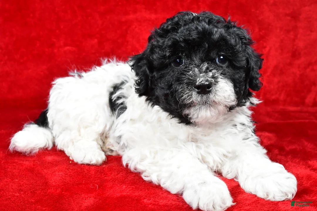 Yorkiepoo dogs for sale: Rilan - Ad 2