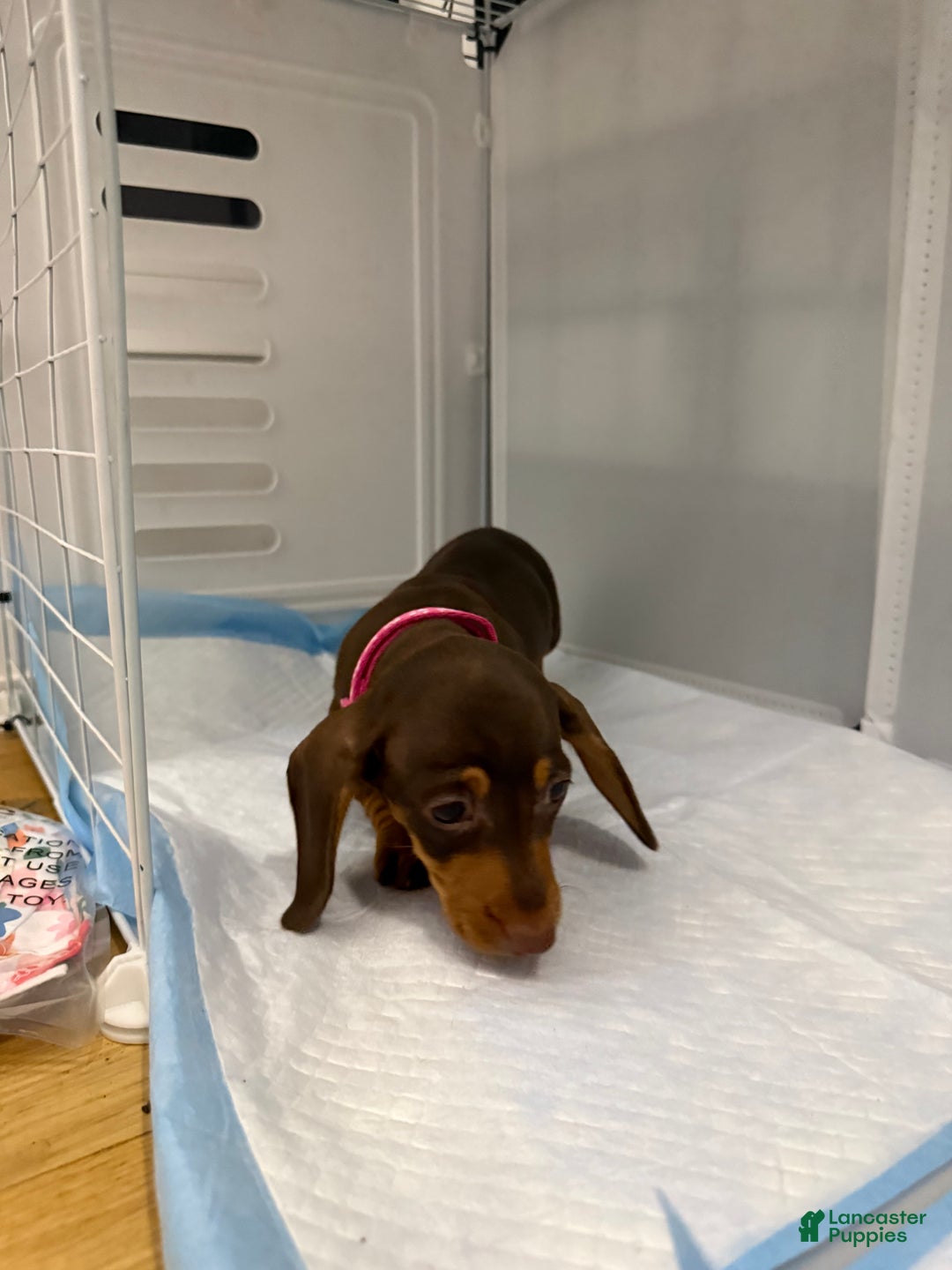 Miniature Dachshund dogs for sale: Teacup Chanel - Ad 11