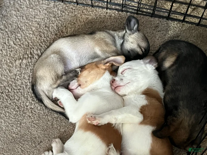 Gallery Image {{count}}