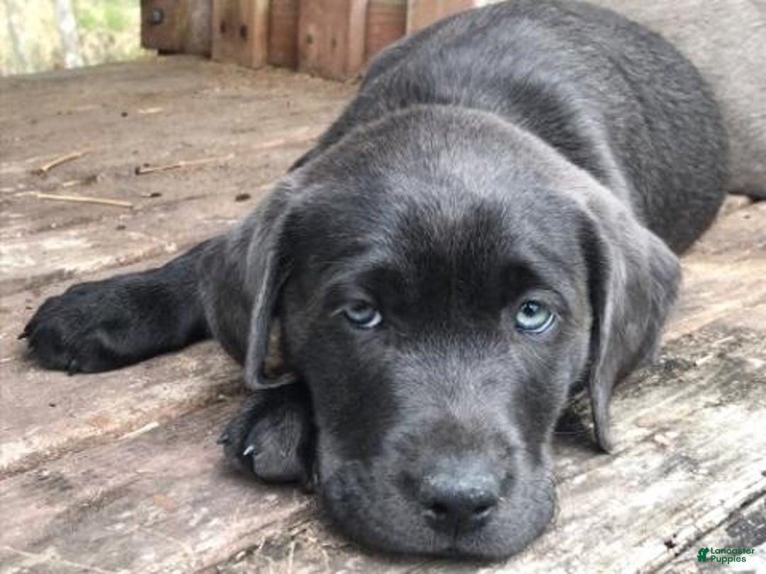 Labrador Retriever dogs for sale: Labrador Retriever Puppy 2 - Ad 2