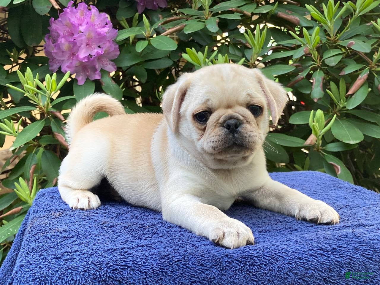 Pug dogs Dusty  - Ad 1