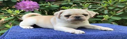 Pug dogs for sale: Dusty  - Ad 1
