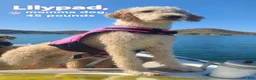 Mini Goldendoodle dogs for sale: Betty  (27 - 33 pounds full grown) - Ad 12