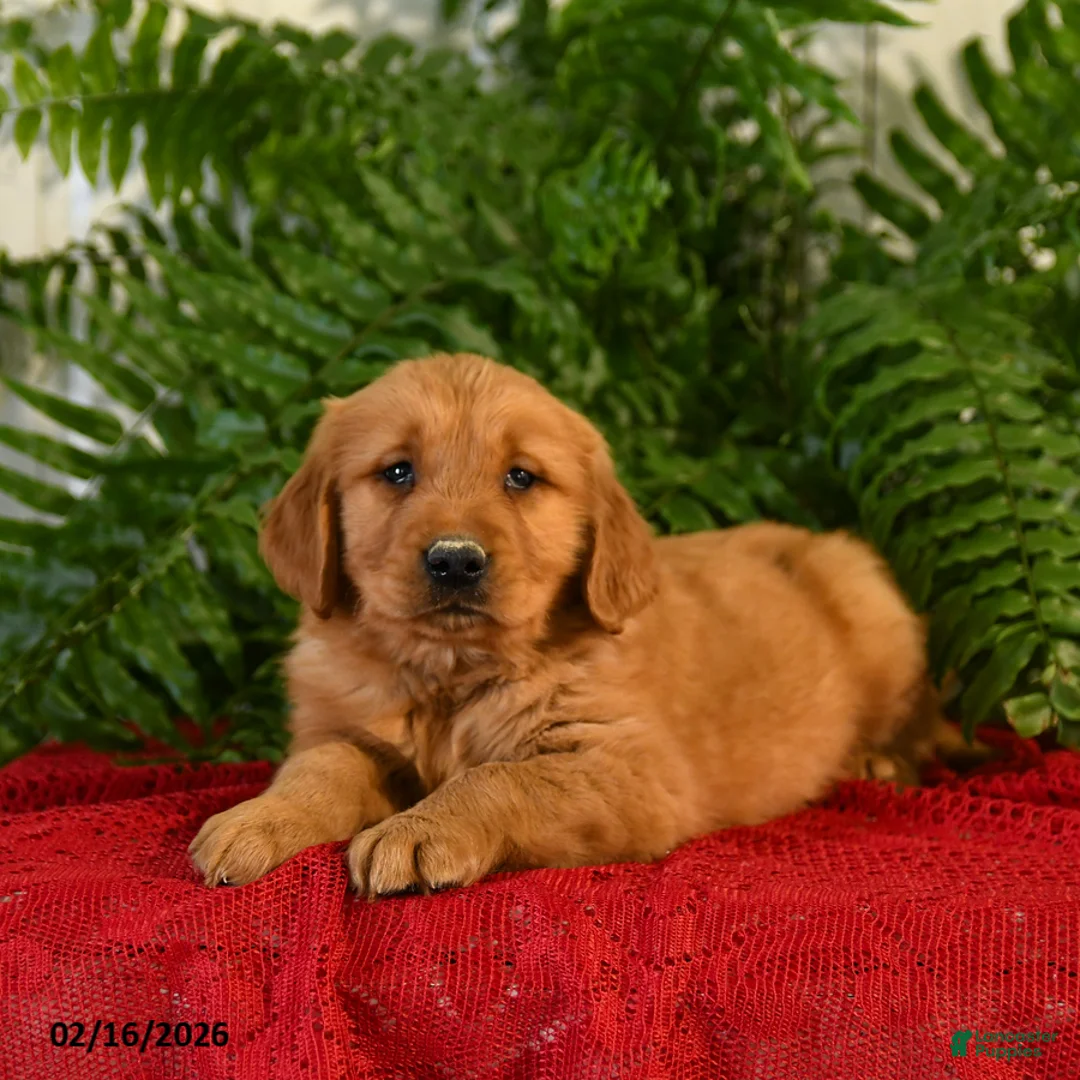 Golden Retriever dogs for sale: Randy - Ad 1