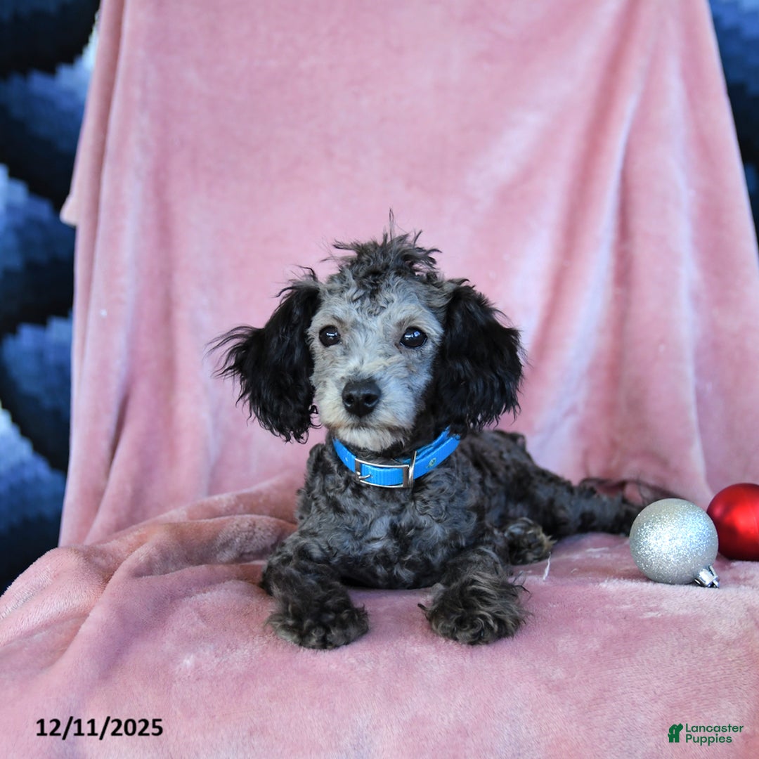 Toy Poodle dogs for sale: Winnie - Ad 2