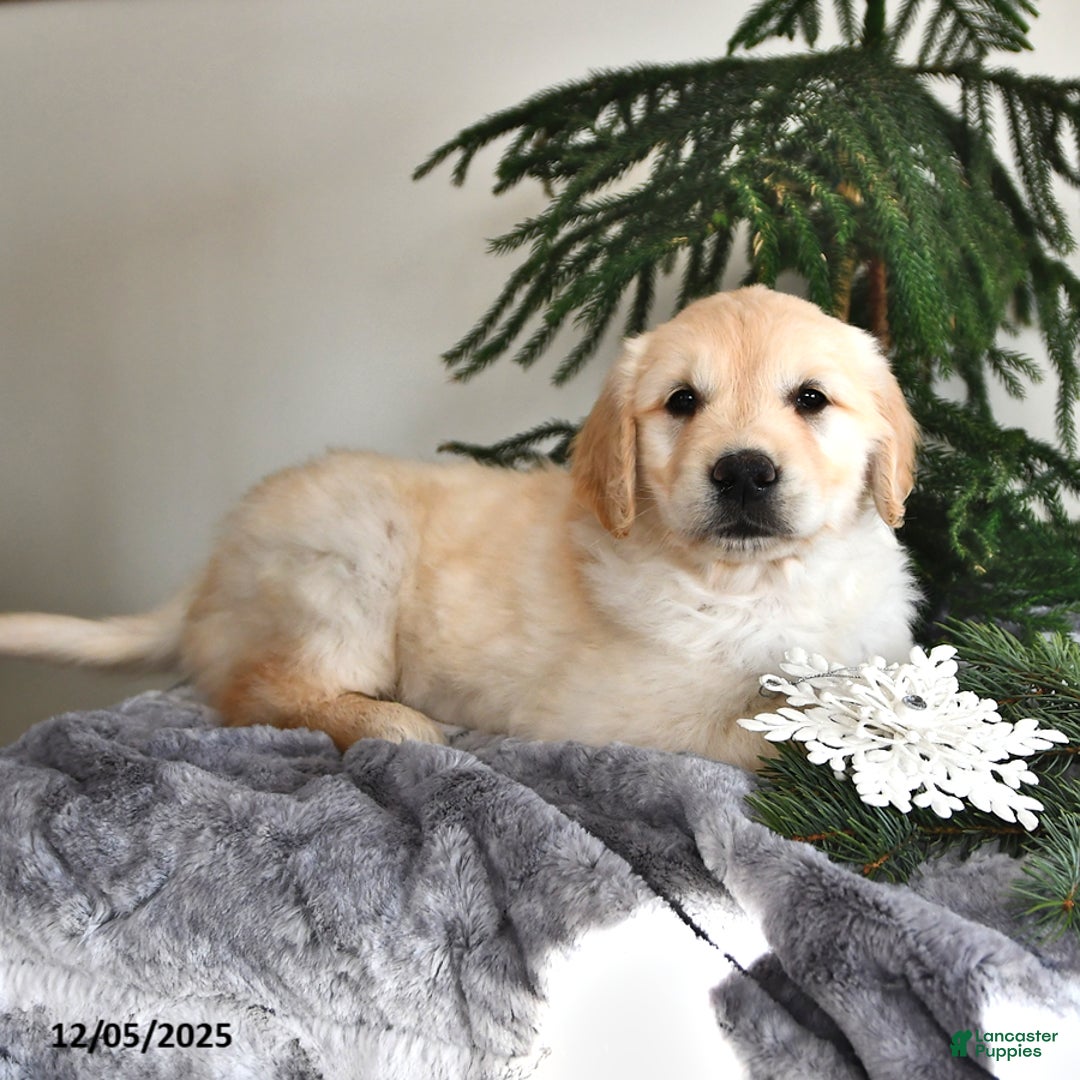 Golden Retriever dogs for sale: Wendy - Ad 2