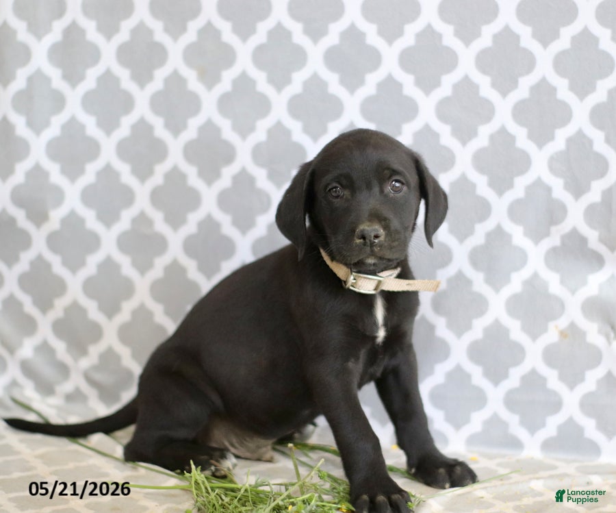 Mixed Breed dogs Robert - Ad 1