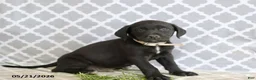 Mixed Breed dogs for sale: Robert - Ad 1
