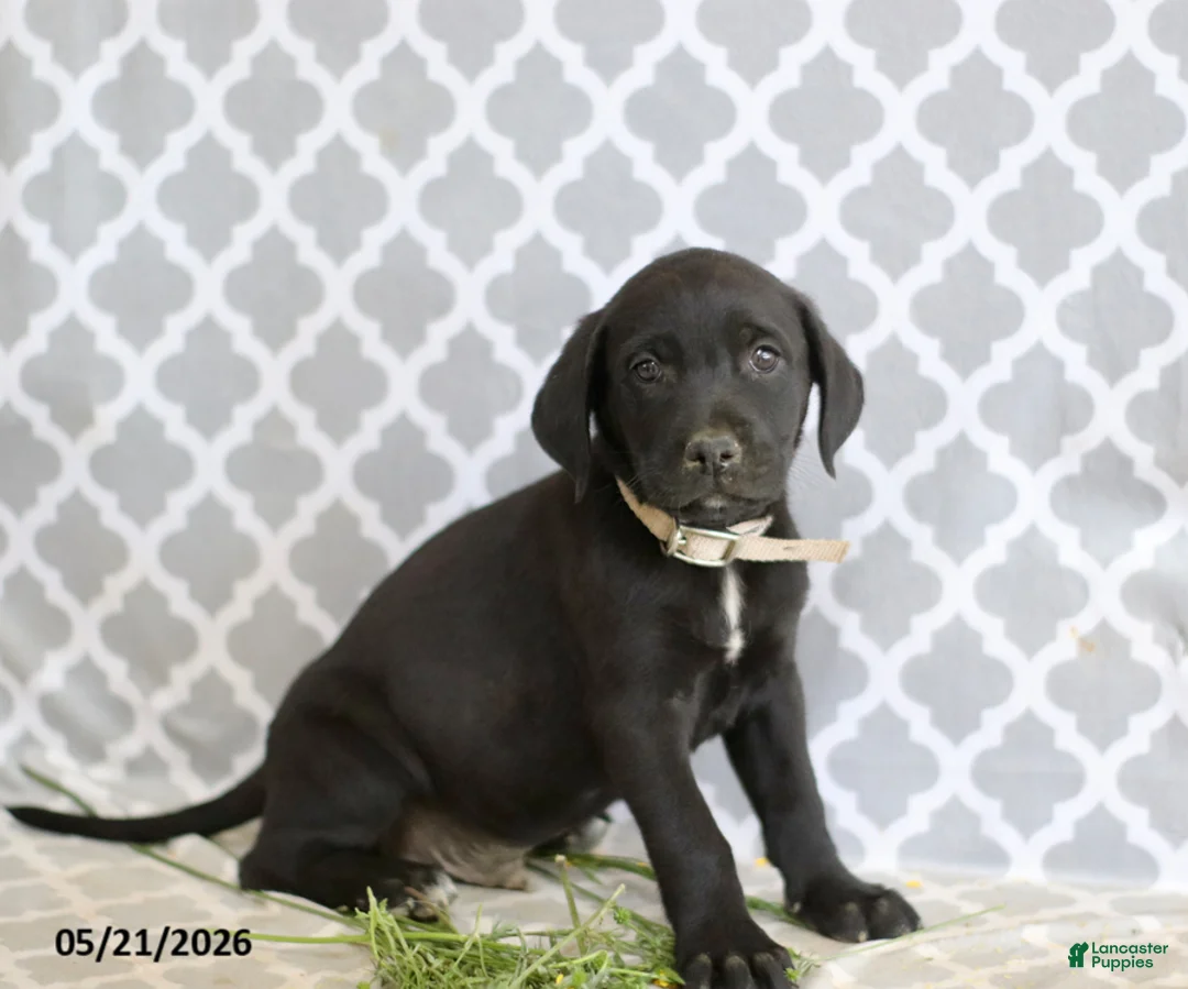 Mixed Breed dogs for sale: Robert - Ad 1
