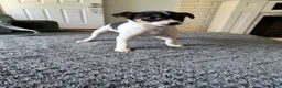 Mixed Breed dogs for sale: Tom - Ad 7