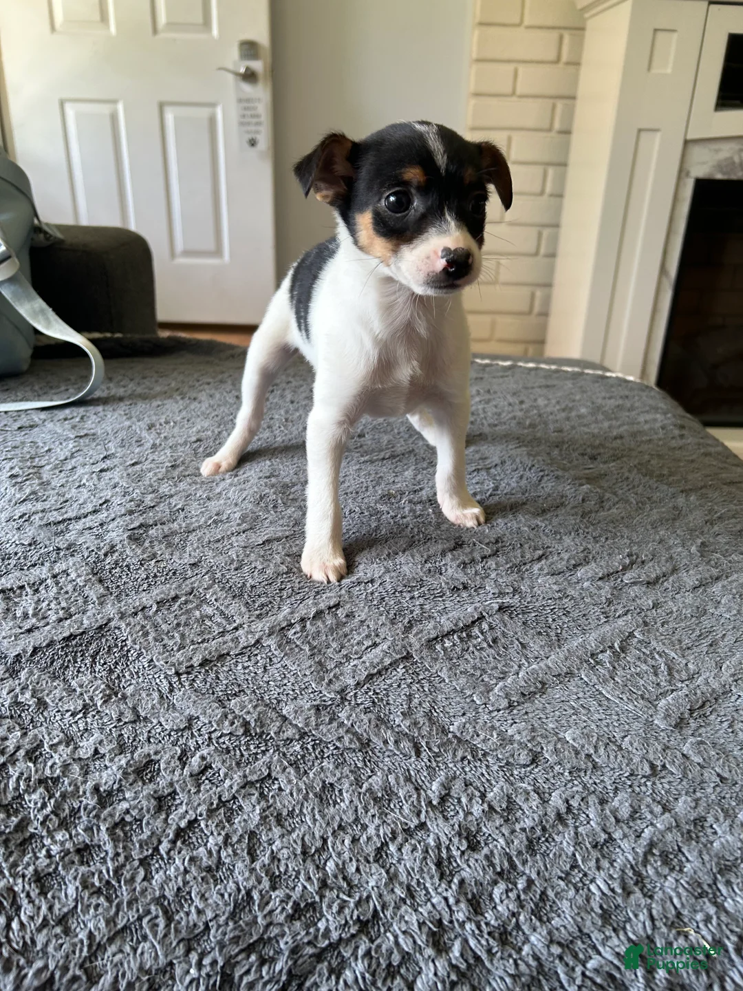 Mixed Breed dogs for sale: Tom - Ad 7