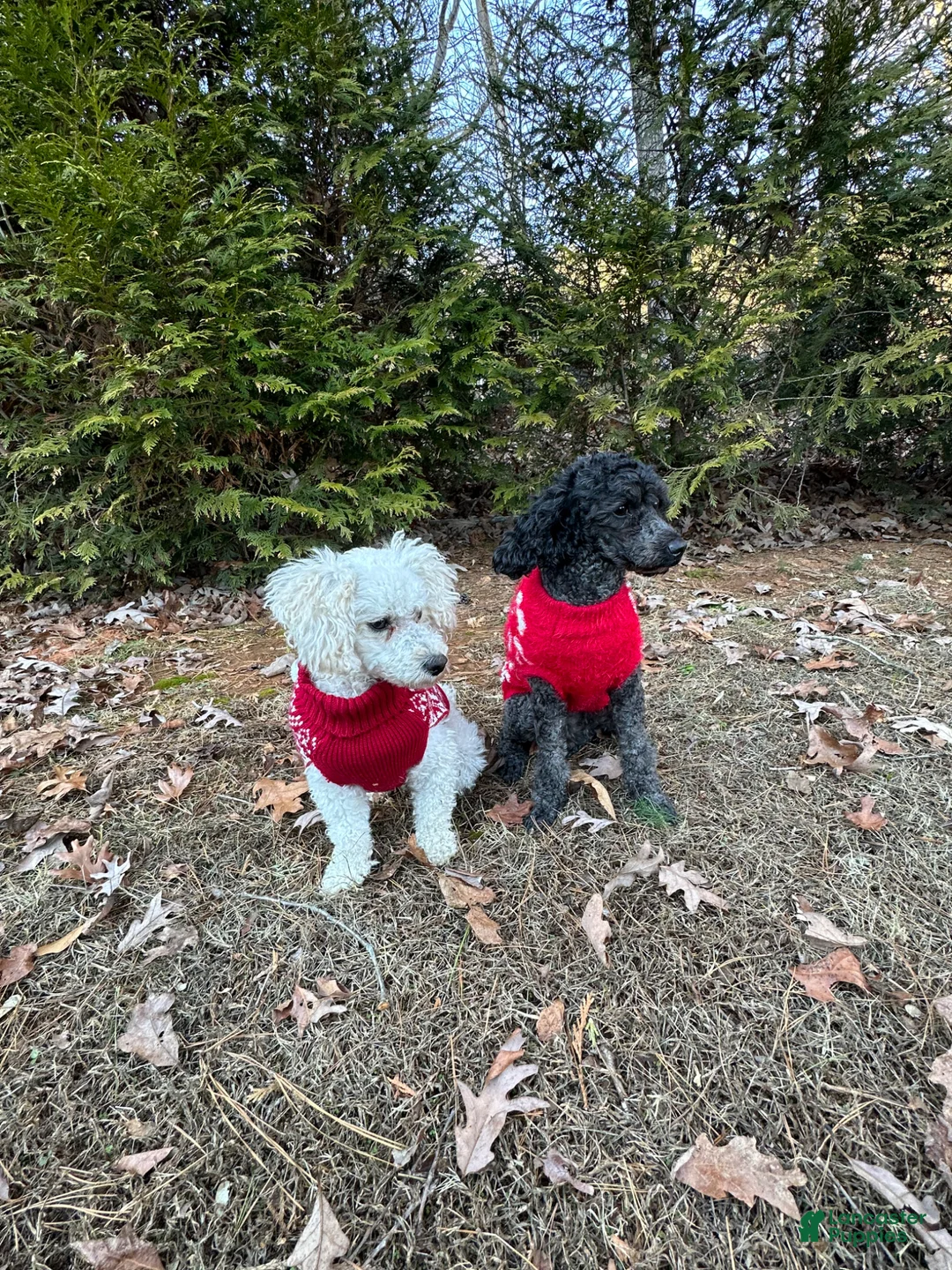 Toy Poodle dogs for sale: Toy Poodle Puppy 1 - Ad 2