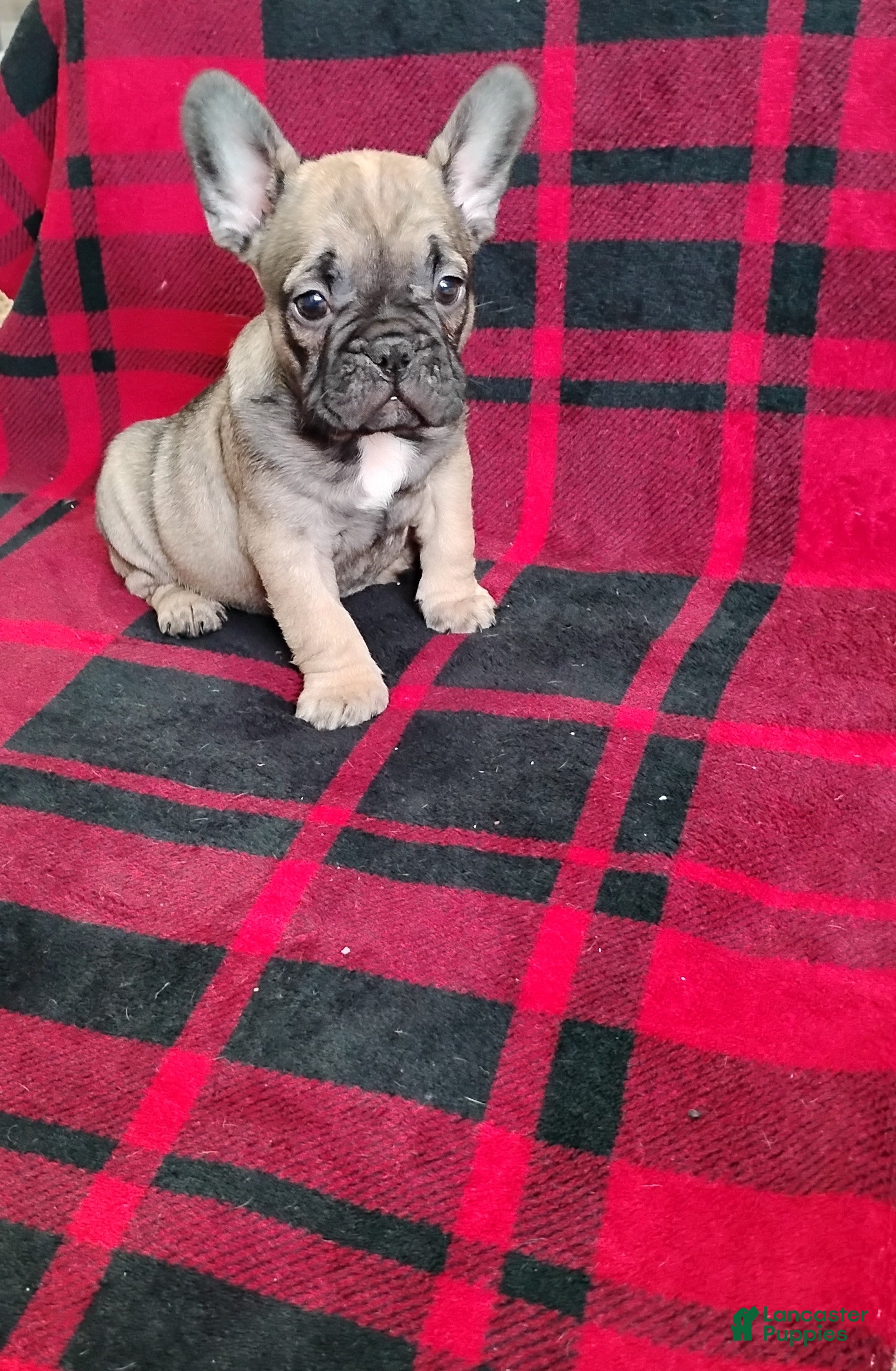 Mixed Breed dogs Luke  - Ad 2