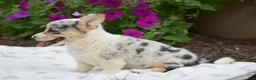 Welsh Corgi Pembroke dogs for sale: Rhianna - Ad 5
