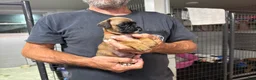 Boxer dogs for sale: Dolly - Ad 7