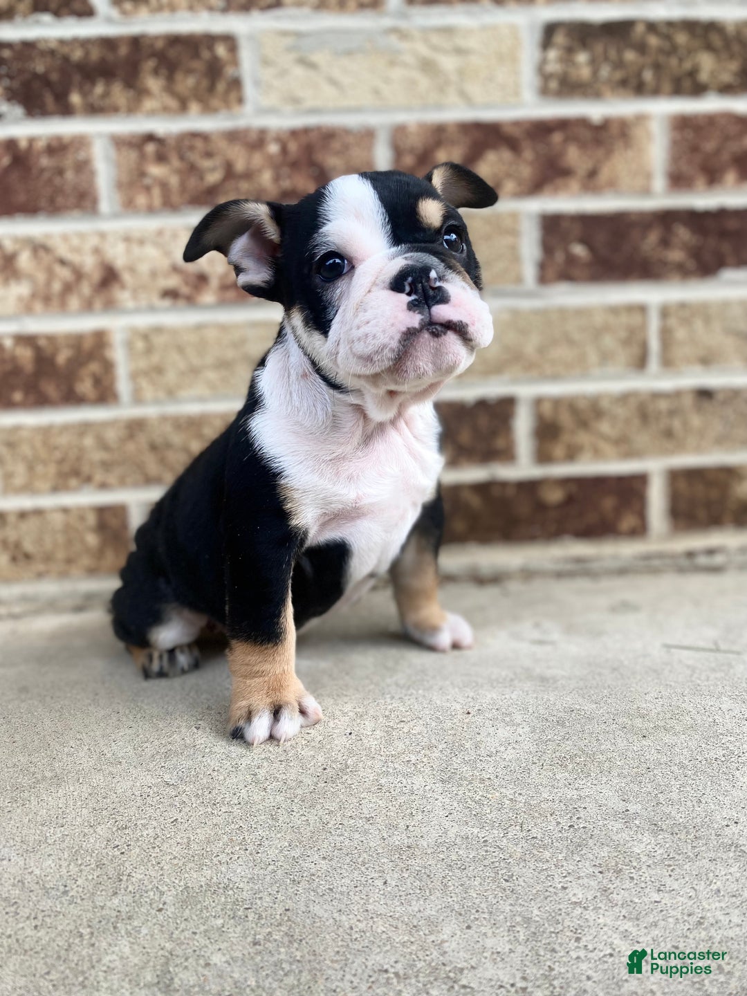 English Bulldog dogs for sale: Frida - Ad 6