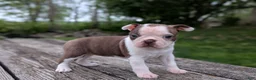 Boston Terrier dogs for sale: Polly - Ad 5