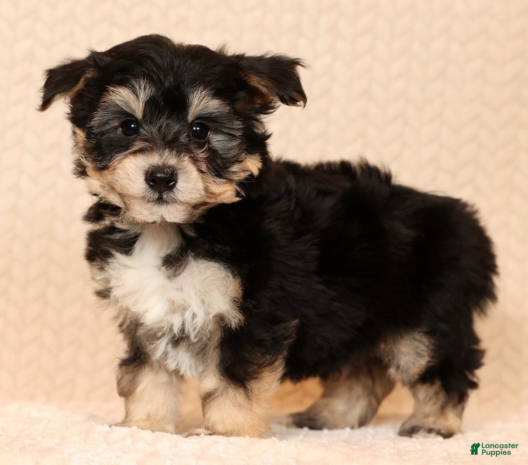 Yochon dogs for sale: Teddy - Ad 2