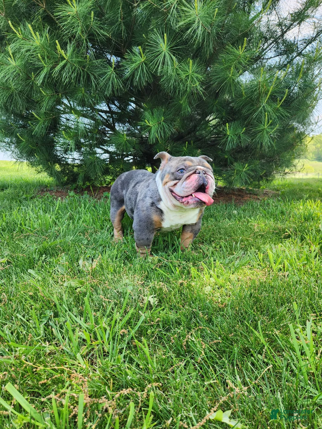 English Bulldog dogs for sale: Kobe Mini English  - Ad 3