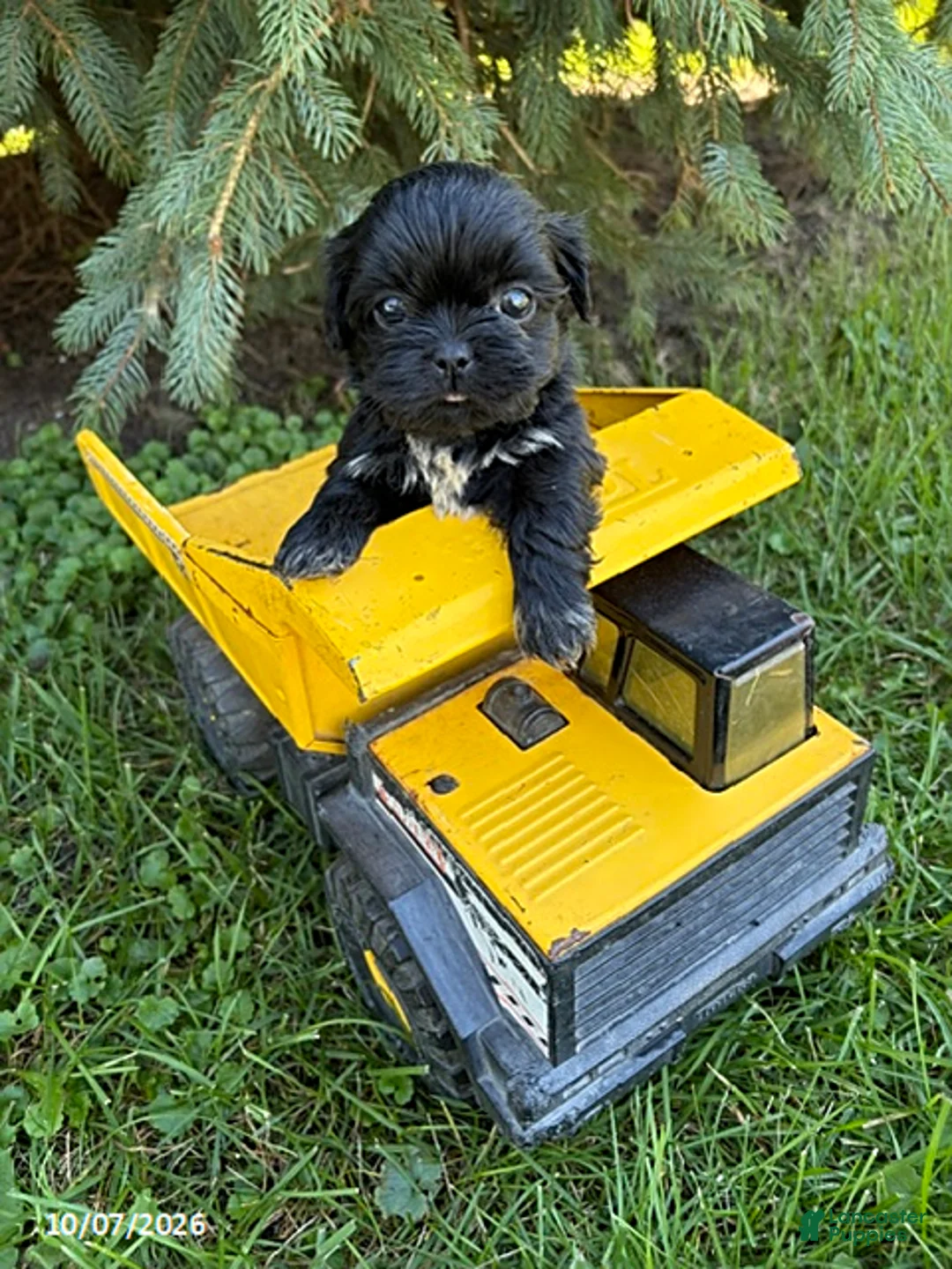 Shih Tzu dogs for sale: Oscar - Ad 2