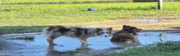 Australian Shepherd dogs for sale: Kuma - Ad 5