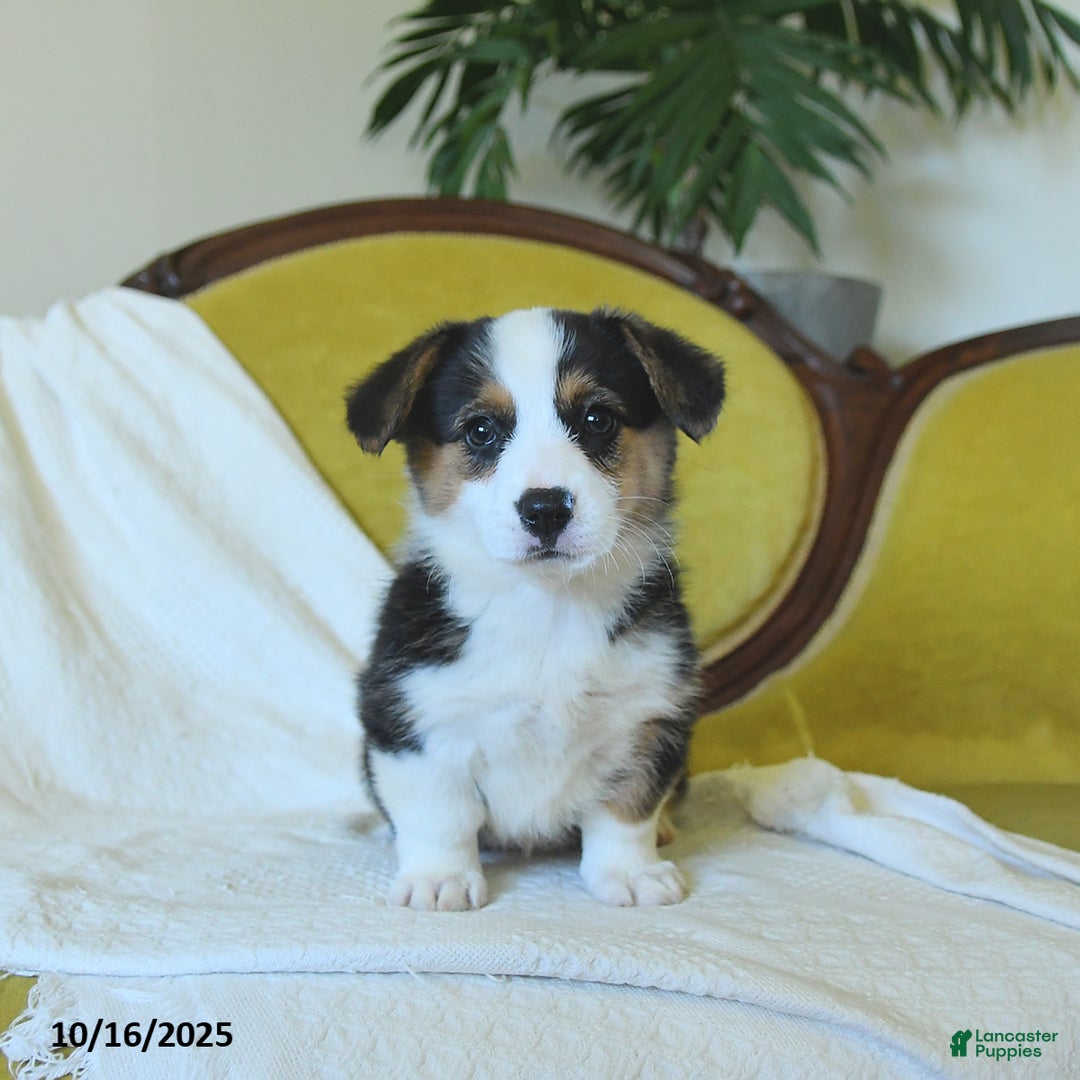 Welsh Corgi Pembroke dogs for sale: Nickle  - Ad 20