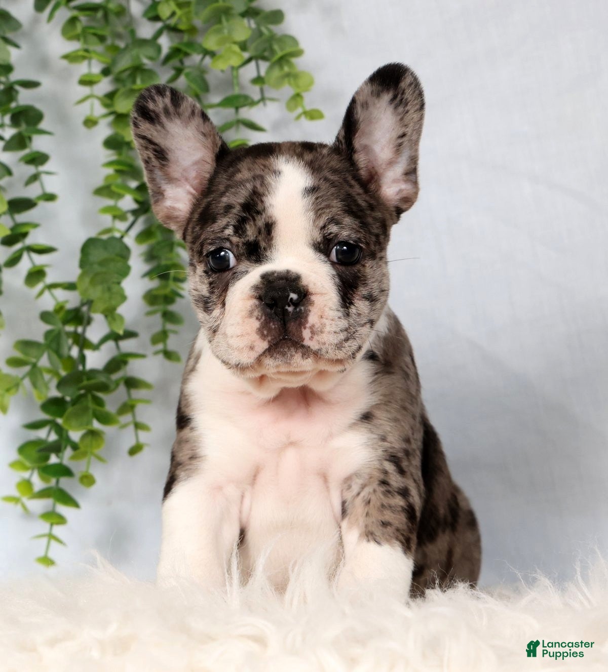 Frenchton dogs Trenton - Ad 2