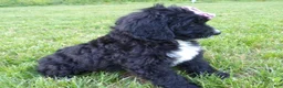 Bernedoodle dogs for sale: Kelly - Ad 4