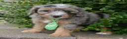 Mini Aussiedoodle dogs for sale: Mini Asher - Ad 5