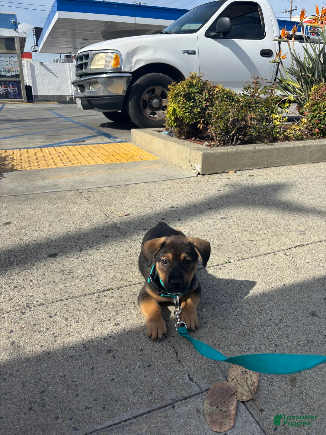 German Shepherd dogs for sale: German Shepherd Puppy 1 - Ad 3