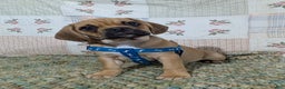 Puggle dogs for sale: Brent - Ad 7