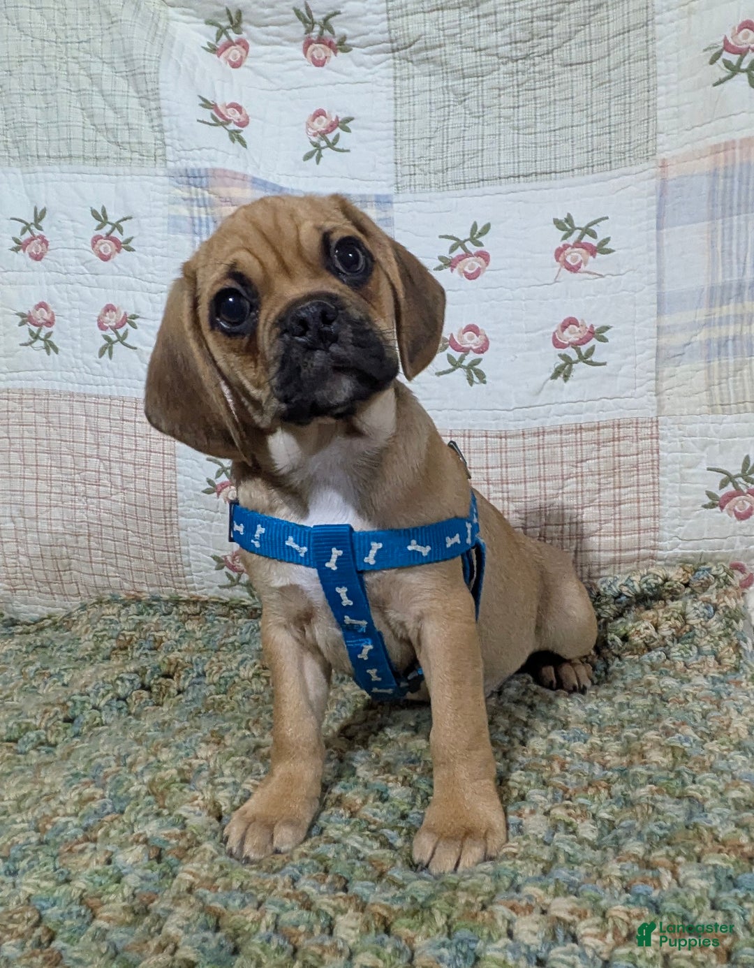 Puggle dogs for sale: Brent - Ad 7