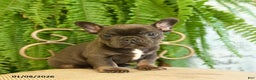 French Bulldog dogs for sale: Texas - Ad 1