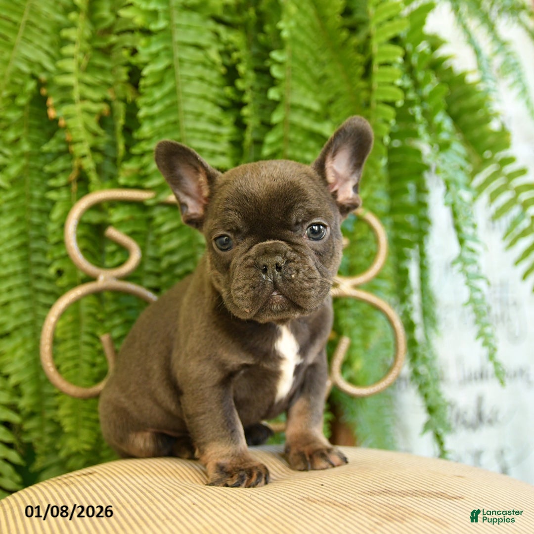 French Bulldog dogs for sale: Texas - Ad 1