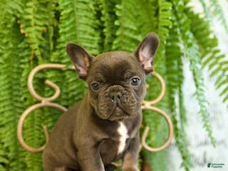 French Bulldog dogs for sale: Texas - Ad 2
