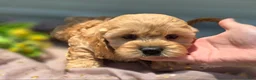 Cockapoo dogs for sale: Knotty - Ad 4
