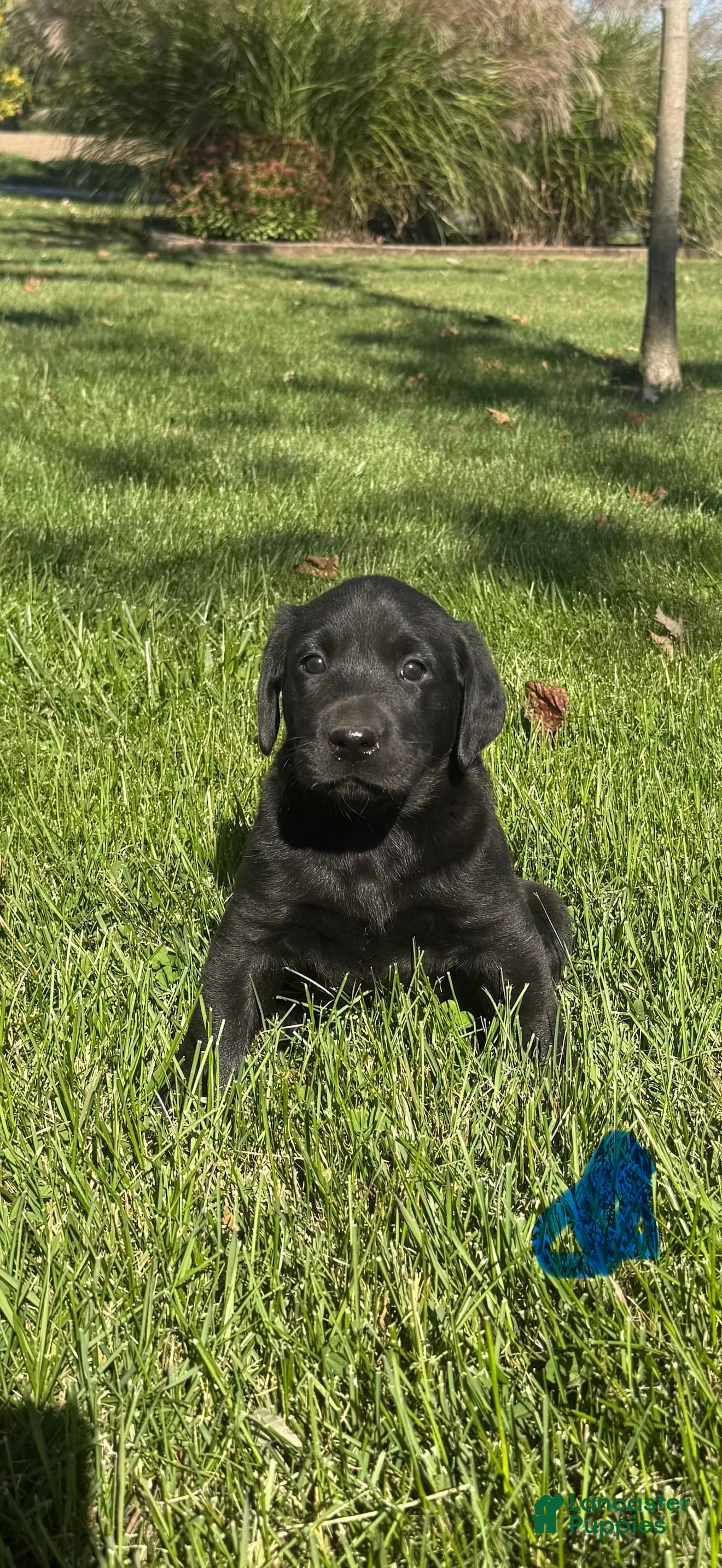 Labrador Retriever dogs for sale: Labrador Retriever 4 - Ad 1
