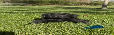 Labrador Retriever 4