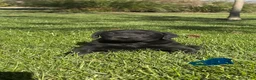 Labrador Retriever dogs for sale: Labrador Retriever 4 - Ad 1