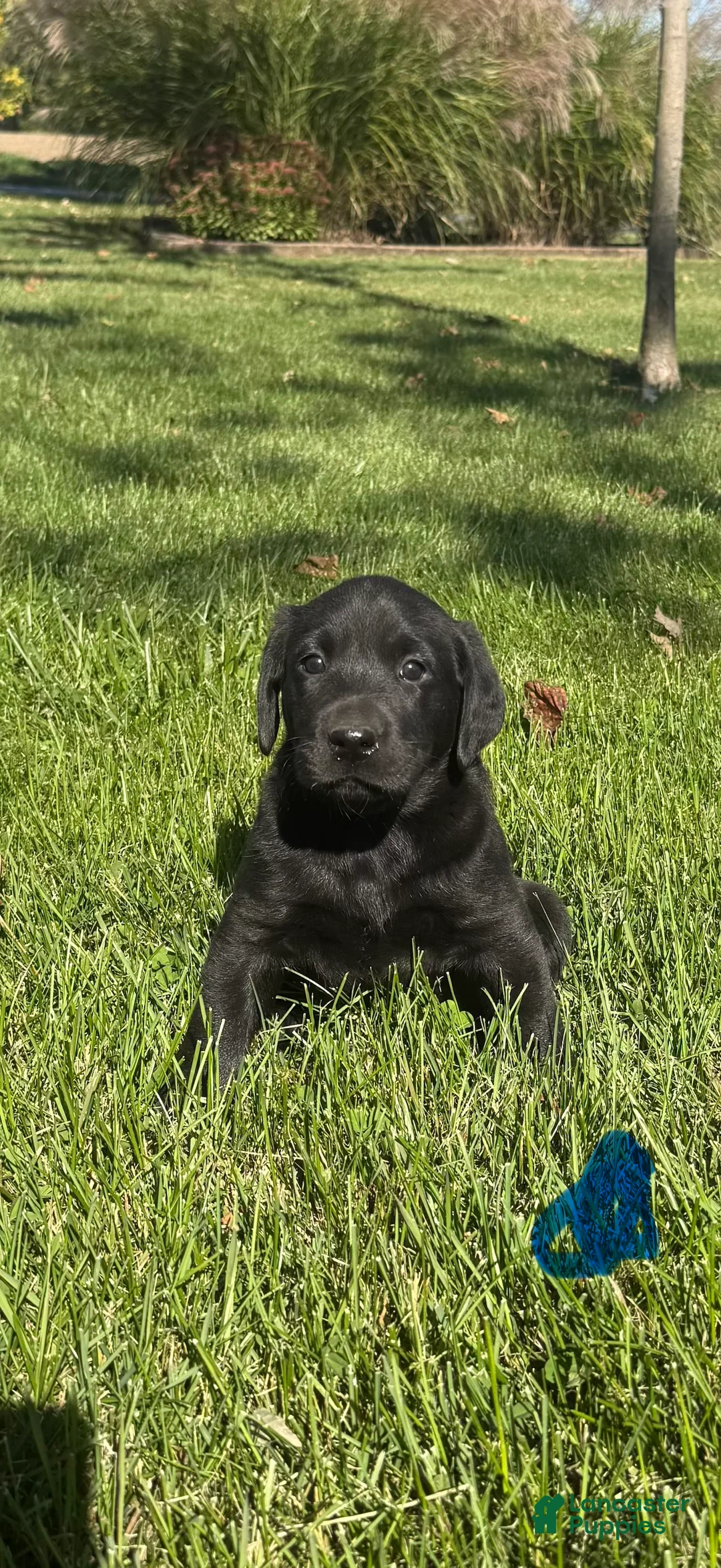 Labrador Retriever dogs for sale: Labrador Retriever 4 - Ad 1