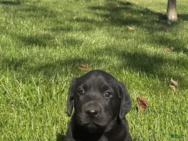 Labrador Retriever dogs for sale: Labrador Retriever 4 - Ad 1