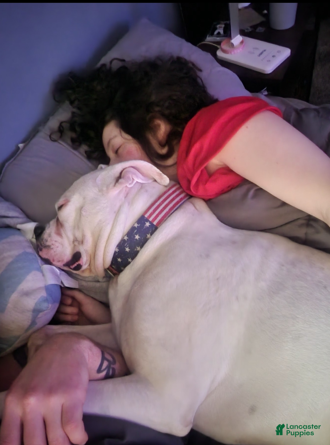 Gallery Image {{count}}