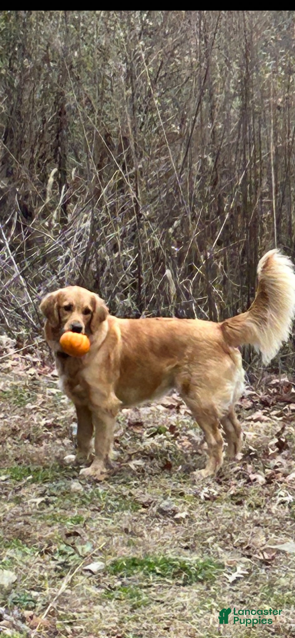 Goldendoodle dogs Amaretto  - Ad 2