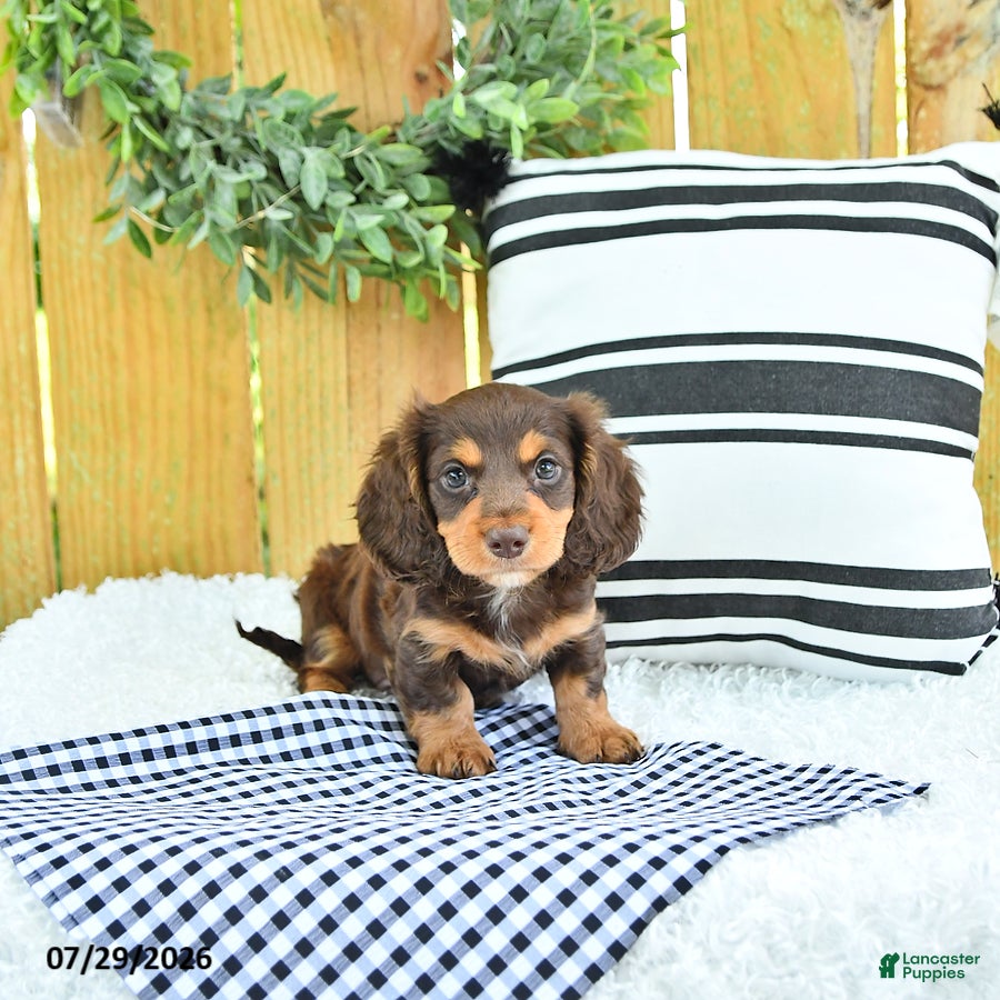Miniature Dachshund dogs Charger - Ad 1